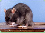 rat control North Lancing
