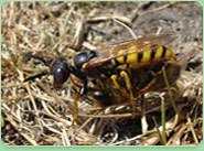 wasp control North Lancing